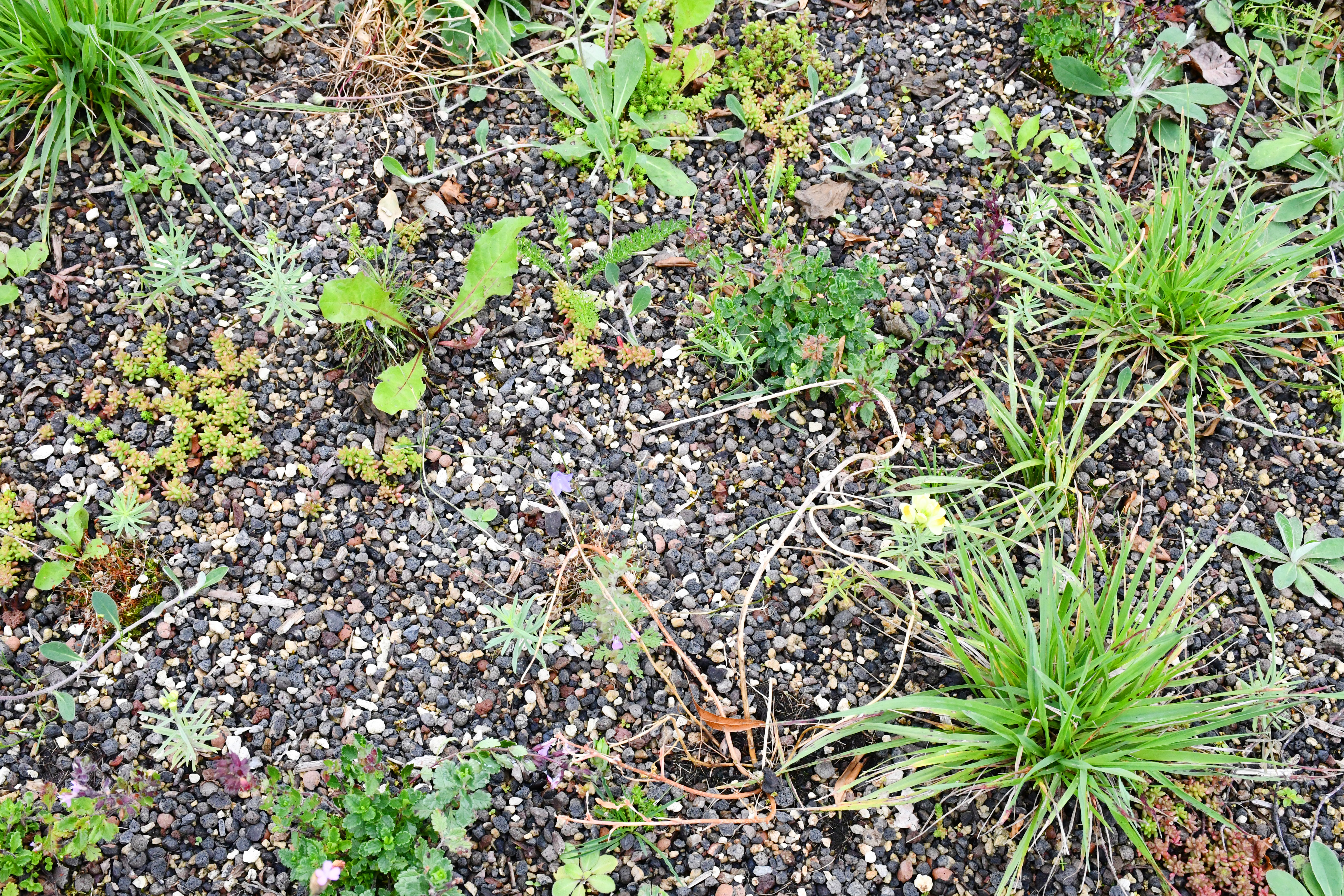 begrünte Haltestelle_03